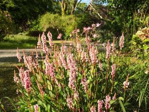 a bunch of pink flowers in a garden at Brewhouse - Uk48743 in Llandybie