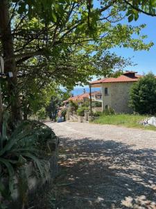 a road with a tree and a building in the distance at Danai Nefeli Apartment in Siviri