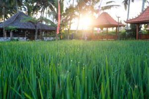 a field of tall green grass with buildings in the background at Rise Simpangan Villa in Payangan