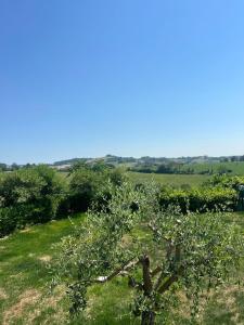 a tree in the middle of a grassy field at Da Elio in Montacuto +7 photos