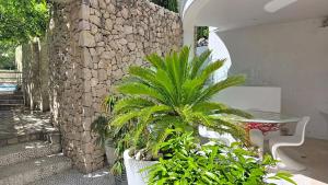 a palm tree sitting next to a stone wall at Villa Perla Baska in Baška +157 photos