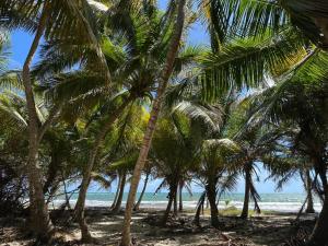 a group of palm trees on a beach with the ocean at Le Jardin Secret in Le Vauclin