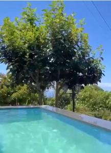 a swimming pool with a tree in the background at O Cantinho do Pargo in Ponta do Pargo