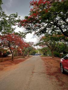 a road with trees with red flowers on it at Mine Lux Rentals in Thabazimbi
