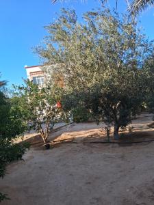 two trees in a yard with a building in the background at Ksour tataouine in Qaşr al Muqābilah +3 photos
