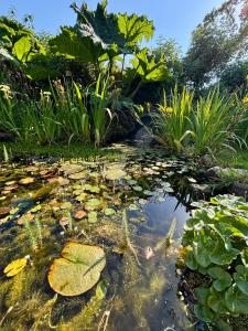 a pond with lily pads in a garden at Trelawney in Yelverton