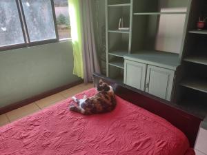 a cat laying on a bed in a room at San Remo 1 in San Pedro