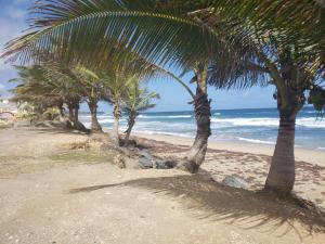 a row of palm trees on a sandy beach at 2BR Apartment, Blue Ocean Suites, Manati in Manati +7 photos