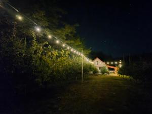 a row of lights on a vineyard at night at Dodo Land in Săcel