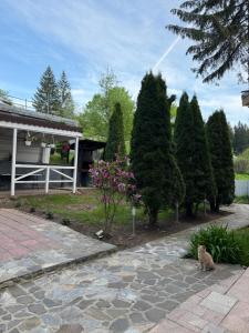 a cat sitting next to a row of trees at Pensiunea Crescent Predeal in Predeal