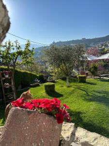 a cat sitting in a flower box with red roses at Ilvi Guesthouse in Gjirokastër