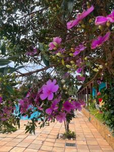 a bunch of purple flowers hanging from a tree at Hotel Maracanã in Pouso Alegre