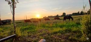 a group of horses grazing in a field at sunset at Caravan Romsicht Sneek, rustig gelegen in Sneek +33 photos