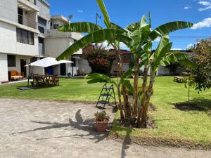 a palm tree in a yard next to a building at Cabañas San Carlos - Puembo Centro in Puembo