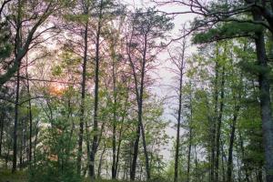 a group of trees in a forest at Peaceful Pines in New Rome