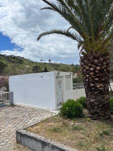 a palm tree next to a white building with a door at Hostel Marina in Sutomore +5 photos