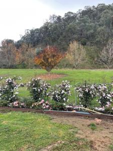 a garden with pink and white flowers in a field at Guinevere2 in Myrtleford