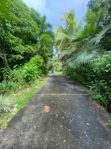 an empty road with palm trees on either side at La Palmeraie in Le Moule