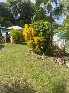 a garden with yellow flowers in a yard at La Palmeraie in Le Moule +4 photos