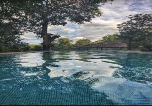 a pool of water with a tree in the background at Attra Farms in Karjat