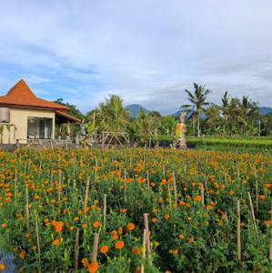 a field of flowers in front of a house at Cozzy Sagas House Tabanan in Perean