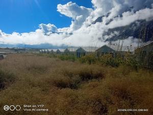 a field of tall grass with houses in the background at Kayok camp hunder in Nubra