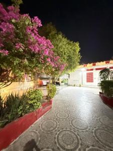 a street at night with pink flowers and trees at Amba heritage house in Prayagraj