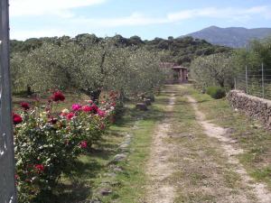 eine Reihe von Bäumen und Blumen auf einem Feld in der Unterkunft Villa degli Ulivi e delle Rose in Orosei