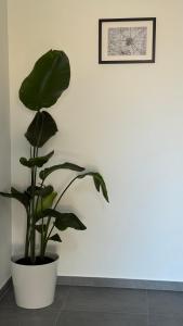 a green plant in a white pot on a wall at VE Apartments Colbitz in Kolbitz