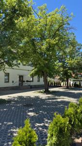 a tree in front of a building with a brick sidewalk at VE Apartments Colbitz in Kolbitz