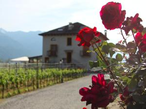 a red rose bush in front of a house at Locanda L'Amorosa in Sementina