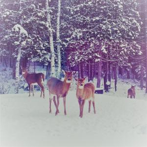 Altri animali domestici presso lo chalet o nei dintorni