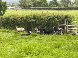 a group of sheep in a field near a fence at Cider Cottage - Uk11861 in North Tamerton +10 photos