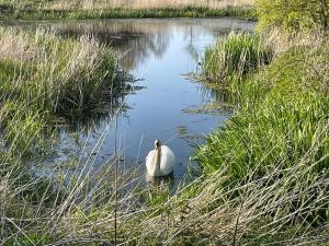 a white swan sitting in the middle of a pond at Broughton in Newton Stewart +16 photos