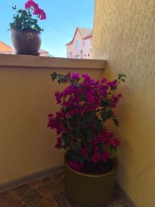 two flowers sitting on a ledge next to a window at Kallithea in 2 Mai