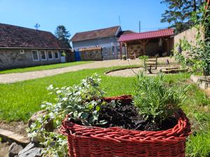 a basket filled with plants in a yard at Apartmany Detvanka in Bački Petrovac
