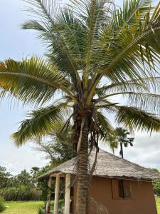 a palm tree in front of a house at Vacaciones Timonier in Ndangane