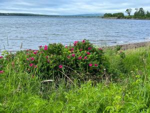 a field of pink flowers next to a body of water at MacGregors But and Ben in Pictou