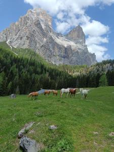 a herd of horses grazing in a field in front of a mountain at Stanza Cuori Malga Ciauta in Villanova +4 photos