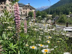 a field of flowers in front of a fence at Im Laret, Lavin in Zernez