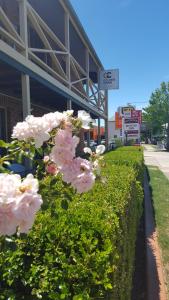 Zahrada ubytování Sandstock Motor Inn Armidale
