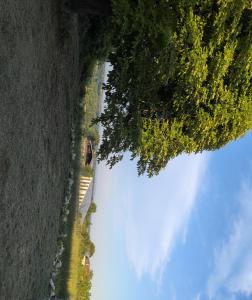 an overhead view of a field with a tree at Au soleil in Virac