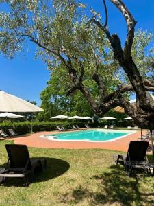 a swimming pool with two chairs and a tree at Podere Picarelly in Colonnella