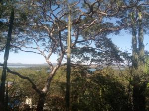 a tree with a view of a river at Weaver's Nest Backpackers Accommodation in Nyanda +5 photos