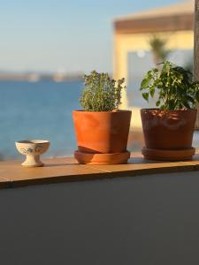 three potted plants sitting on a wooden shelf at Beachfront House Pythagorion in Pythagoreio