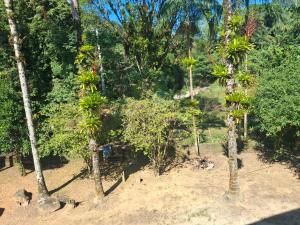 a group of trees in the middle of a forest at Siio do bambu in Joinville