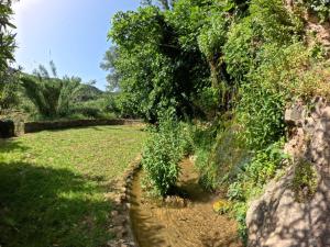 a path in a field with trees and grass at Molino del Caracol in Benaoján