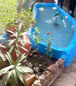 a blue tub filled with a swimming pool with plants at Marysa Lodge in Kotu
