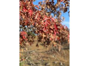 a bunch of red leaves hanging from a tree at Huellas de Berna in Villa Berna