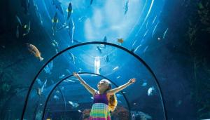 a little girl is looking at the fish in an aquarium at Manoir Chris in Saint-Augustin-de-Desmaures